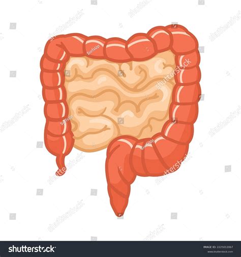 cartoon rectum|1,500+ Colon Cartoon Stock Illustrations, Royalty.